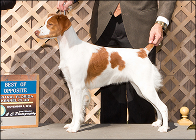 Horizon-Breezewayer's Siren Song, copyright Beth Adams