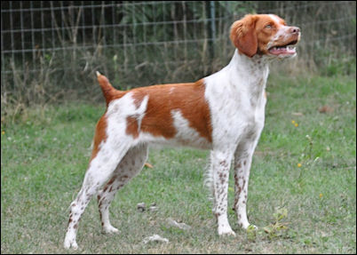 CH Horizon's I Put A Spell On You