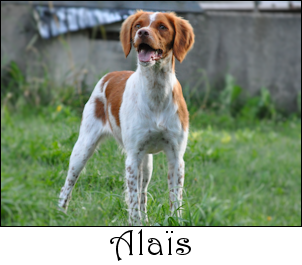 Alais