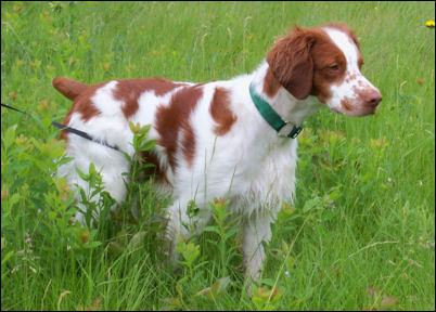 GCH Southgate's Glorious Light