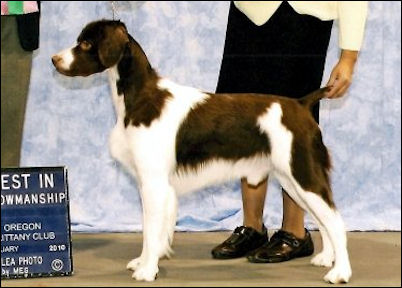 CH Mustang's Sterling Edition SH