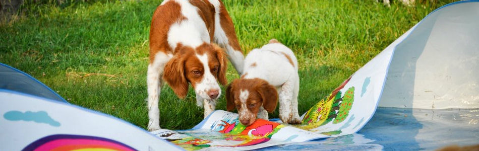 The Right Breed banner