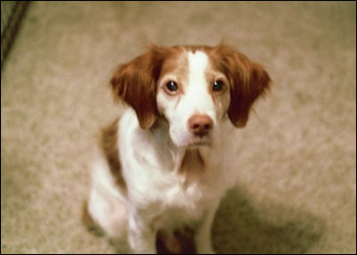 Sir Chester Of Falmouth