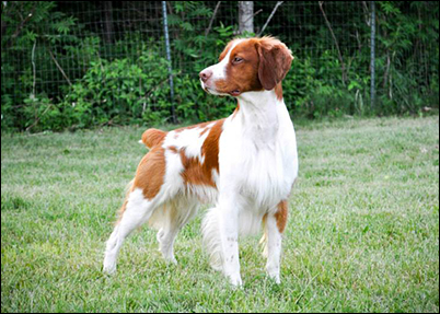 Ch Horizon's Prince Charming JH