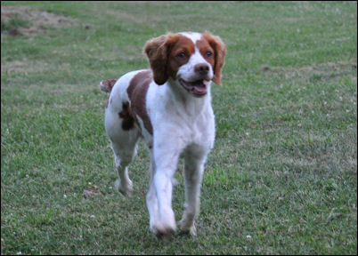 CH Horizon's I Put A Spell On You