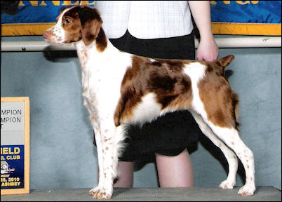 GCH Shady Brook's Measure For Measure