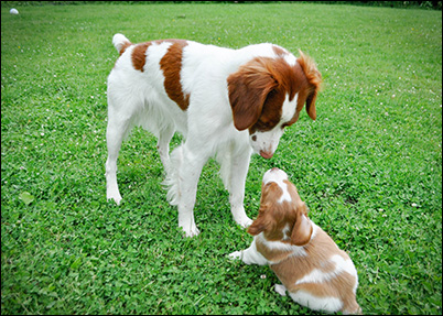 Mini with his baby brother