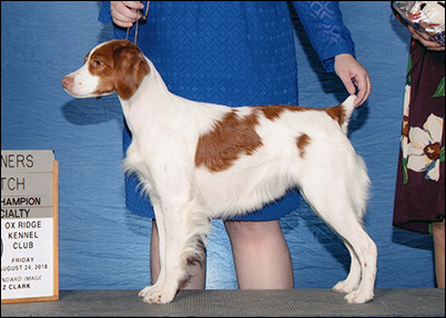 Horizon-Breezewayer's Siren Song, copyright Beth Adams