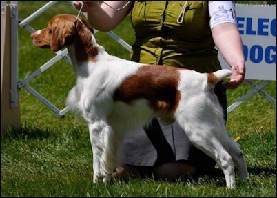 CH Canipat's As You Like It