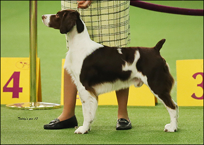 Pilot at Westminster