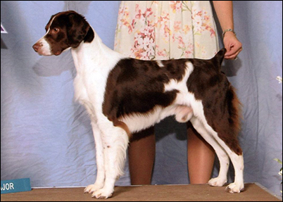 CH Horizon's Come Fly With Me JH