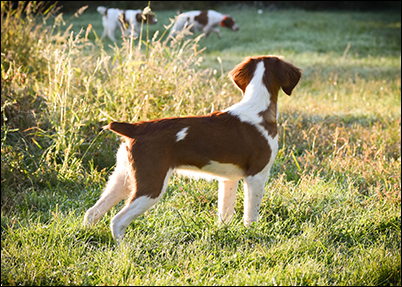 Watching the other dogs
