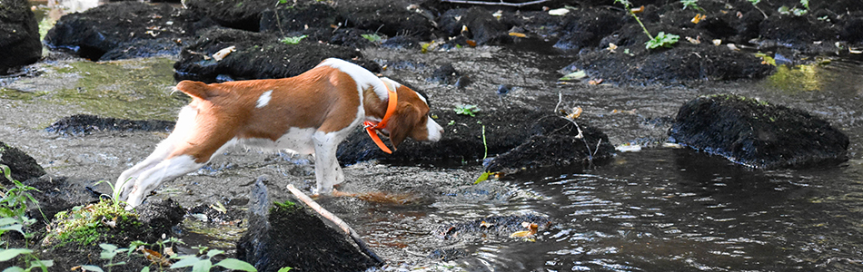 Horizon's Troubling A Star